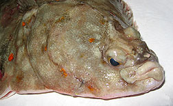 R&ouml;dsp&auml;tta